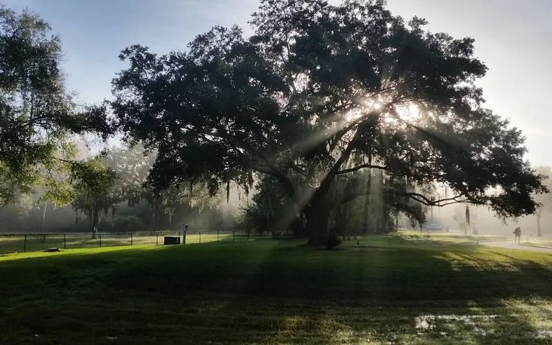 Sunlight streams through a large, moss-draped tree in a misty field.